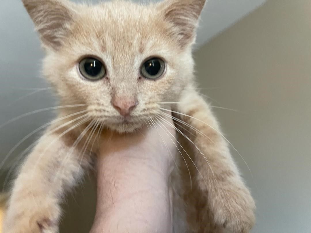 SANDY, Adopted, Kitten Female Domestic Short Hair.