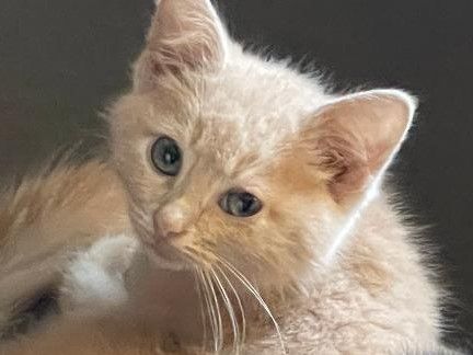 Enlarge SANDY, a Adopted mixed breed in Belle Vernon, PA image 2/4