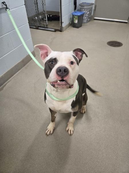 Azul, Adoptable, Adult Male American Bulldog.