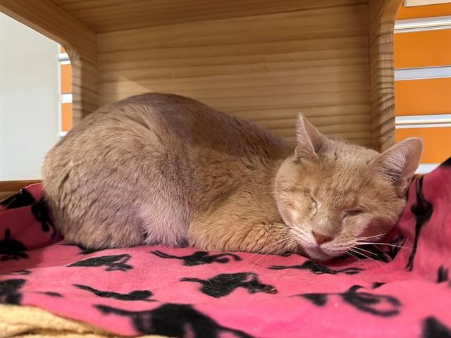 Enlarge ECHO, a Adoptable Domestic Short Hair in San Luis Obispo, CA image 1/1