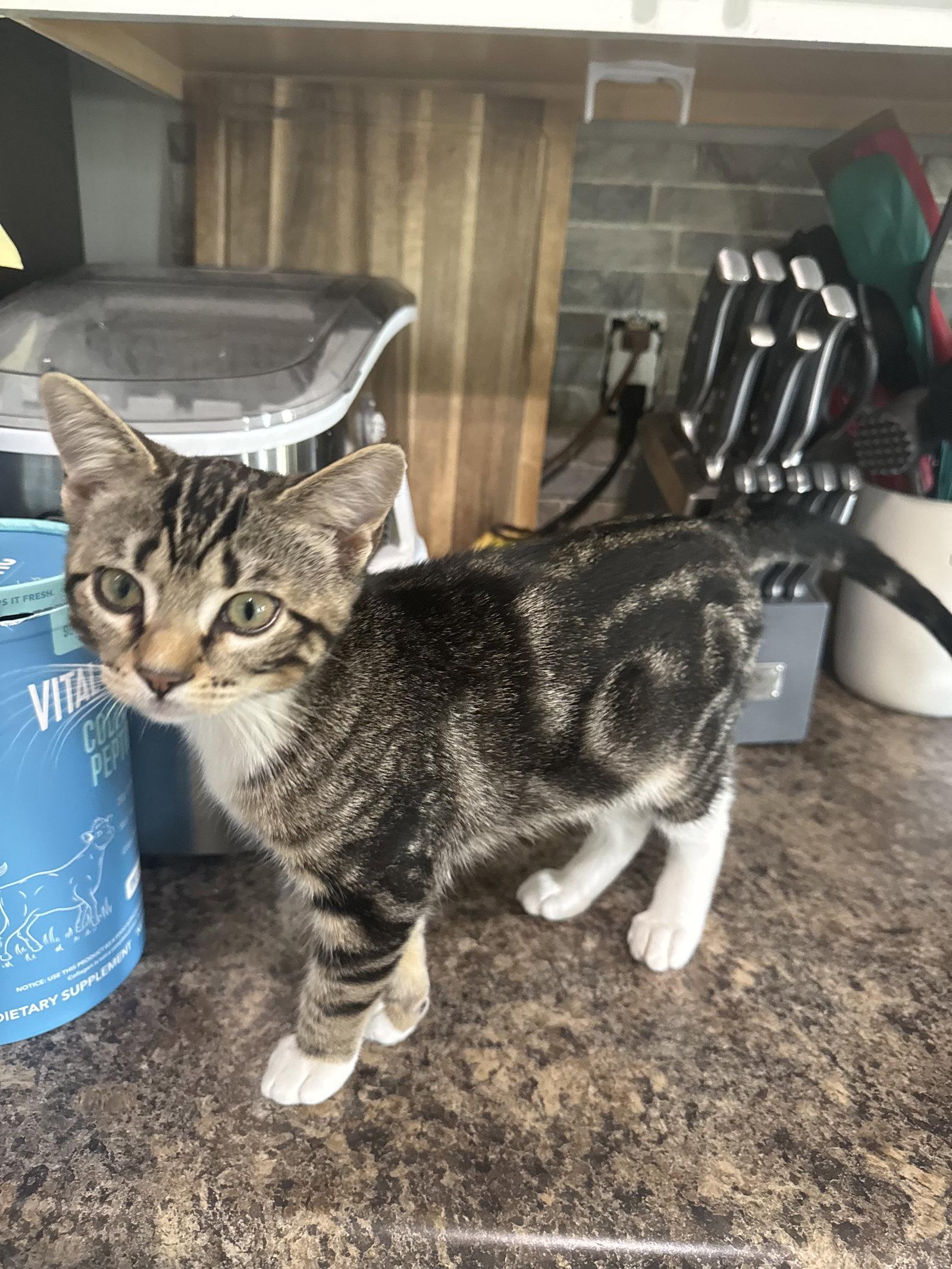 Chip, Adoptable, Kitten Female Domestic Short Hair.