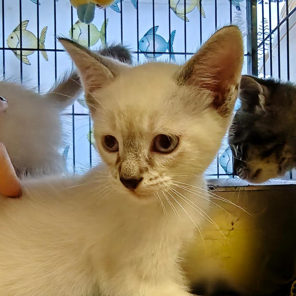 Lychee FKA Cherry, Adoptable, Kitten Male Domestic Short Hair.