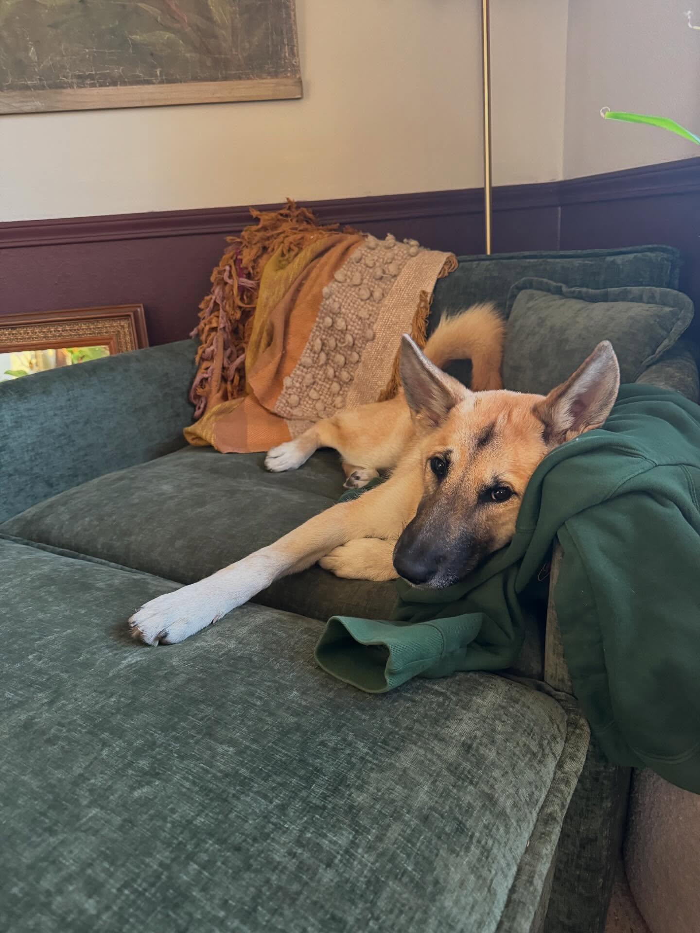 Enlarge Luna, a ADOPTABLE mixed breed in Commerce City, CO image 3/6