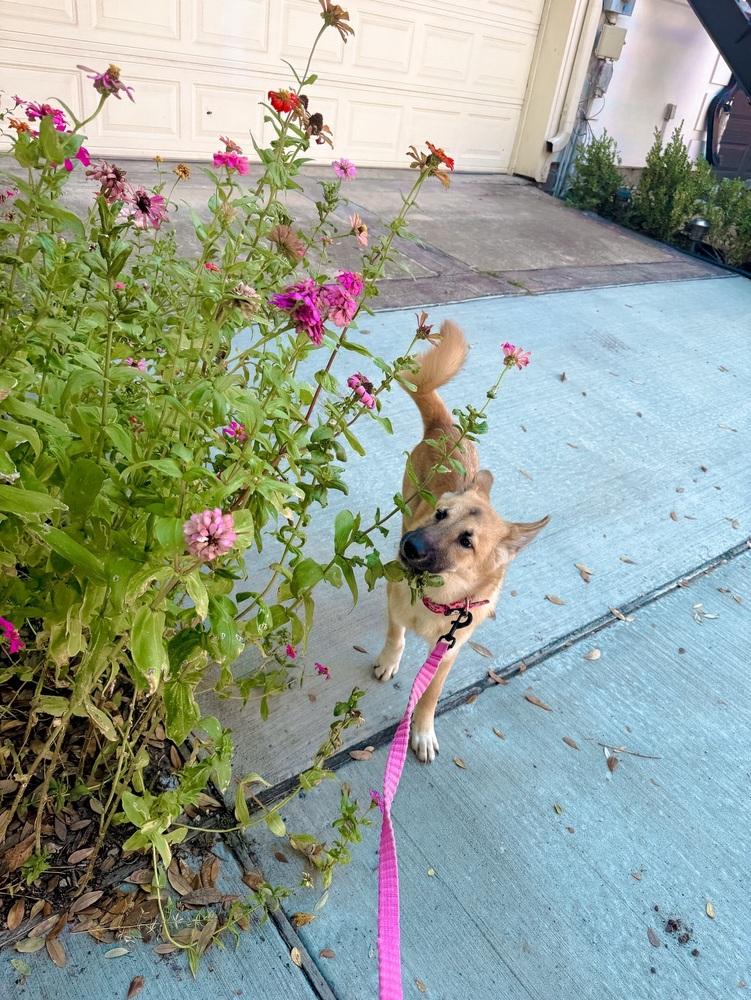 Enlarge Luna, a ADOPTABLE mixed breed in Commerce City, CO image 4/6