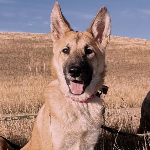 Luna, ADOPTABLE, Young Female Shepherd.