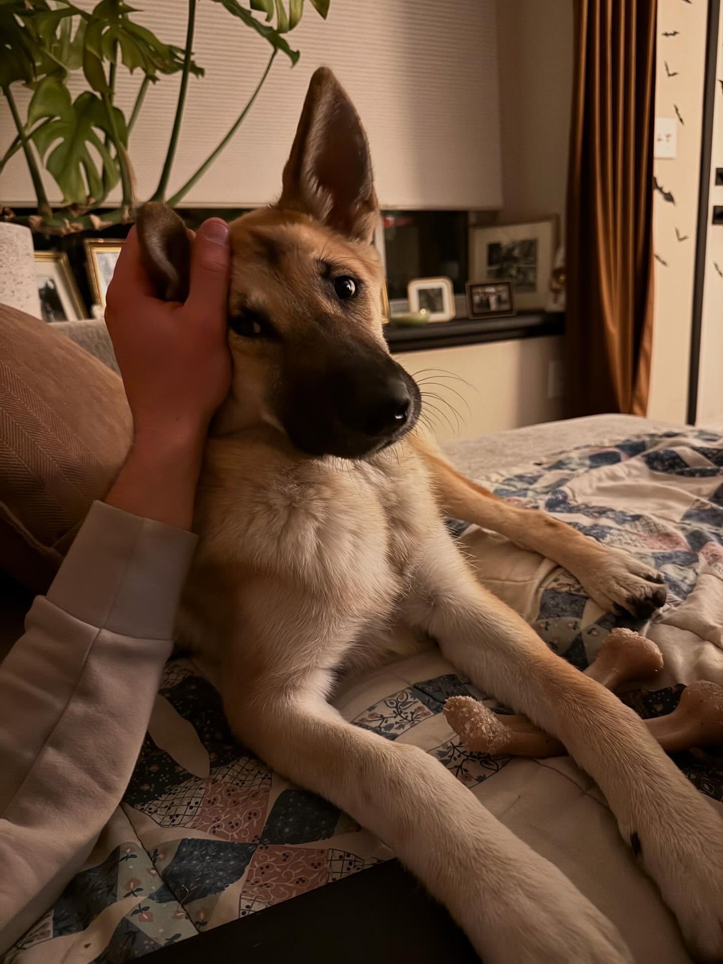 Enlarge Luna, a ADOPTABLE mixed breed in Commerce City, CO image 6/6