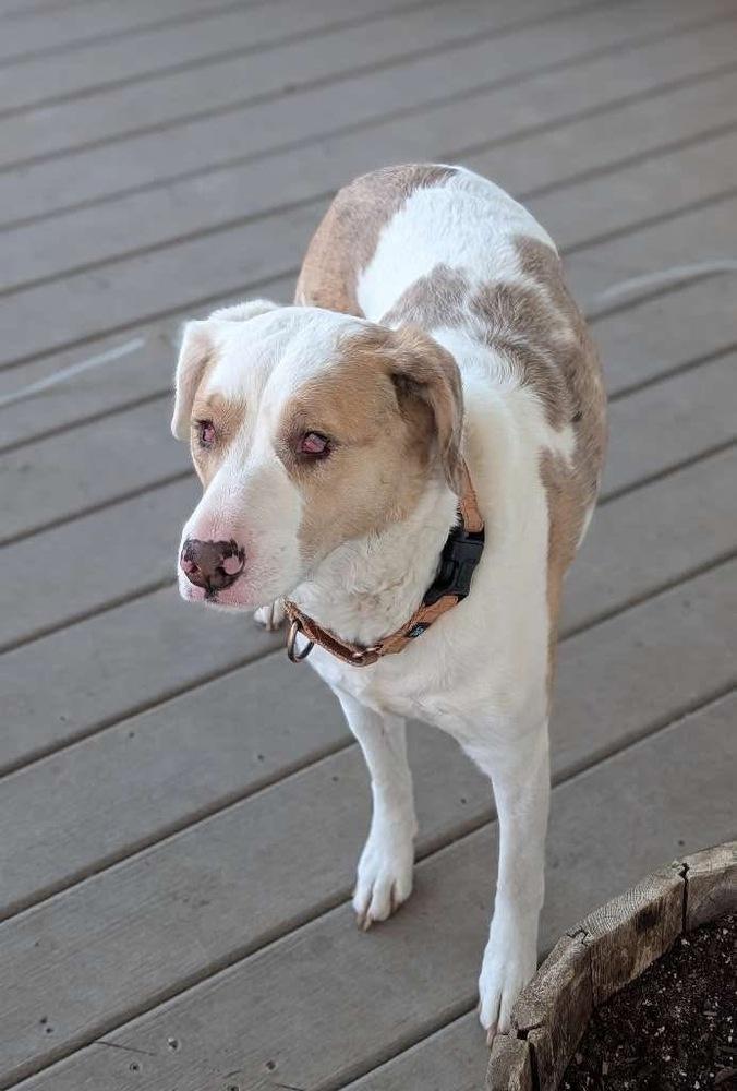 Elphie, Adoptable, Adult Female Australian Shepherd.