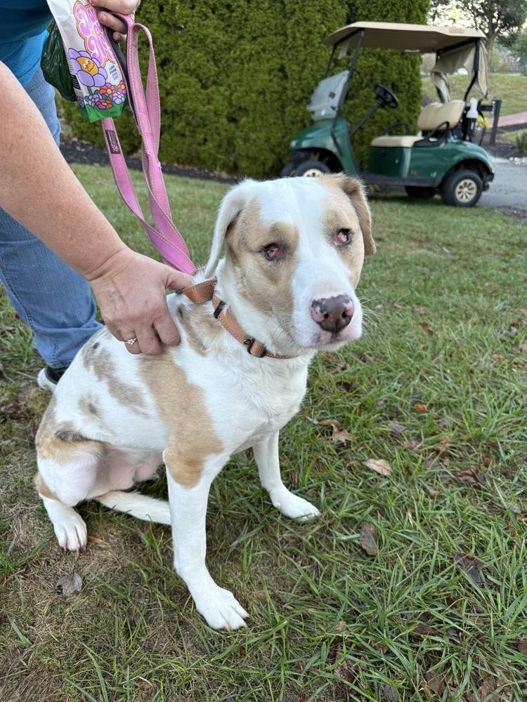 Enlarge Elphie, a Adoptable Australian Shepherd in Grove City, OH image 2/6