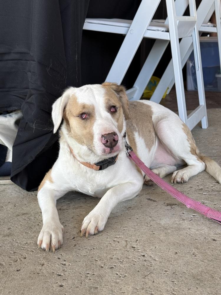 Enlarge Elphie, a Adoptable Australian Shepherd in Grove City, OH image 4/6