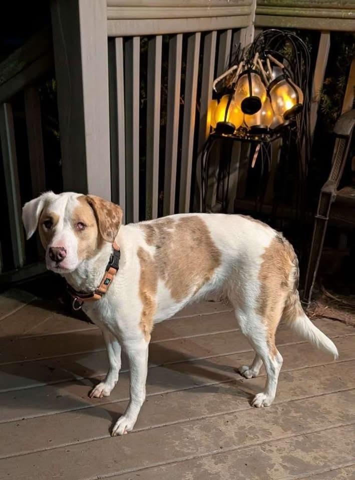 Enlarge Elphie, a Adoptable Australian Shepherd in Grove City, OH image 4/6