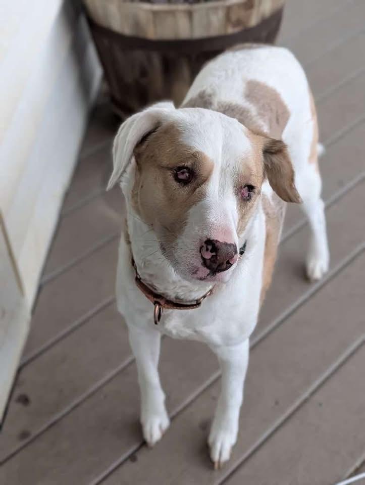 Enlarge Elphie, a Adoptable Australian Shepherd in Grove City, OH image 6/6