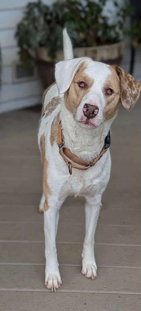 Enlarge Elphie, a Adoptable Australian Shepherd in Grove City, OH image 6/6