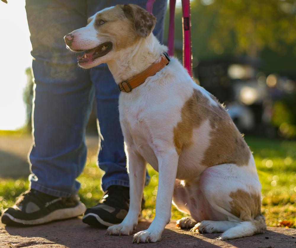 Enlarge Elphie, a Adoptable Australian Shepherd in Grove City, OH image 6/6