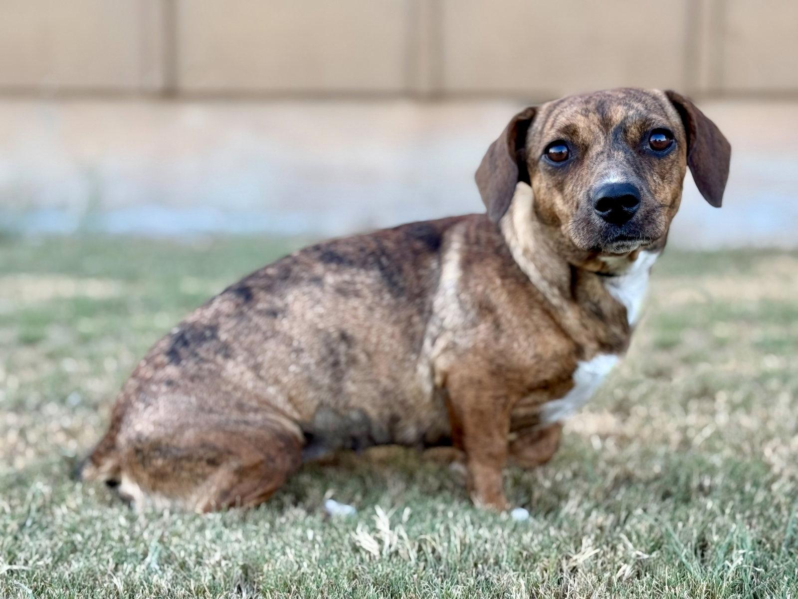 Enlarge Mallory, a Adoptable Dachshund in Helotes, TX image 1/2