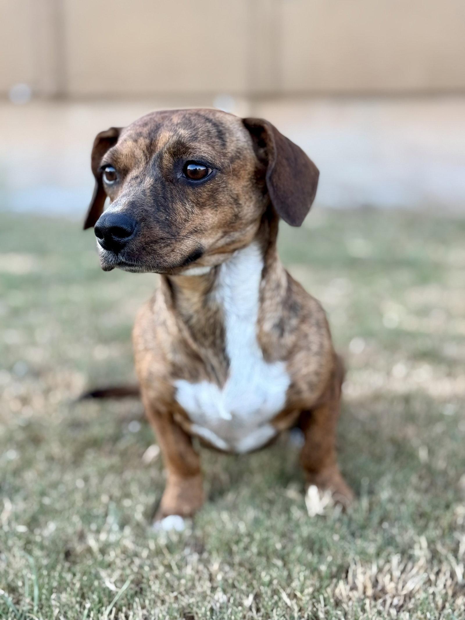 Enlarge Mallory, a Adoptable Dachshund in Helotes, TX image 2/2
