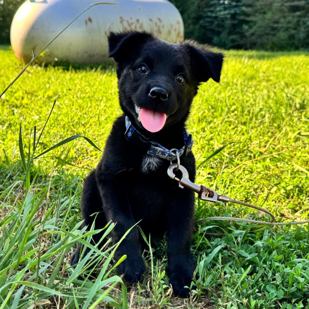 Ducky, a Adoptable mixed breed in Alma, WI image 1/6