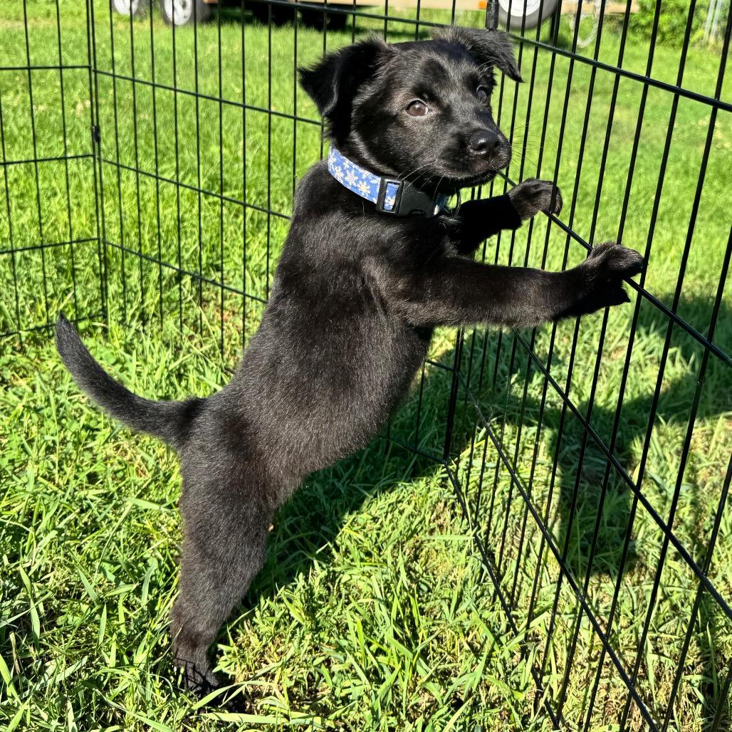 Ducky, a Adoptable mixed breed in Alma, WI image 2/6