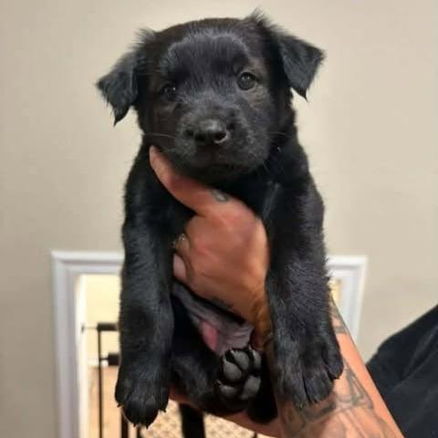 Ducky, a Adoptable mixed breed in Alma, WI image 3/6