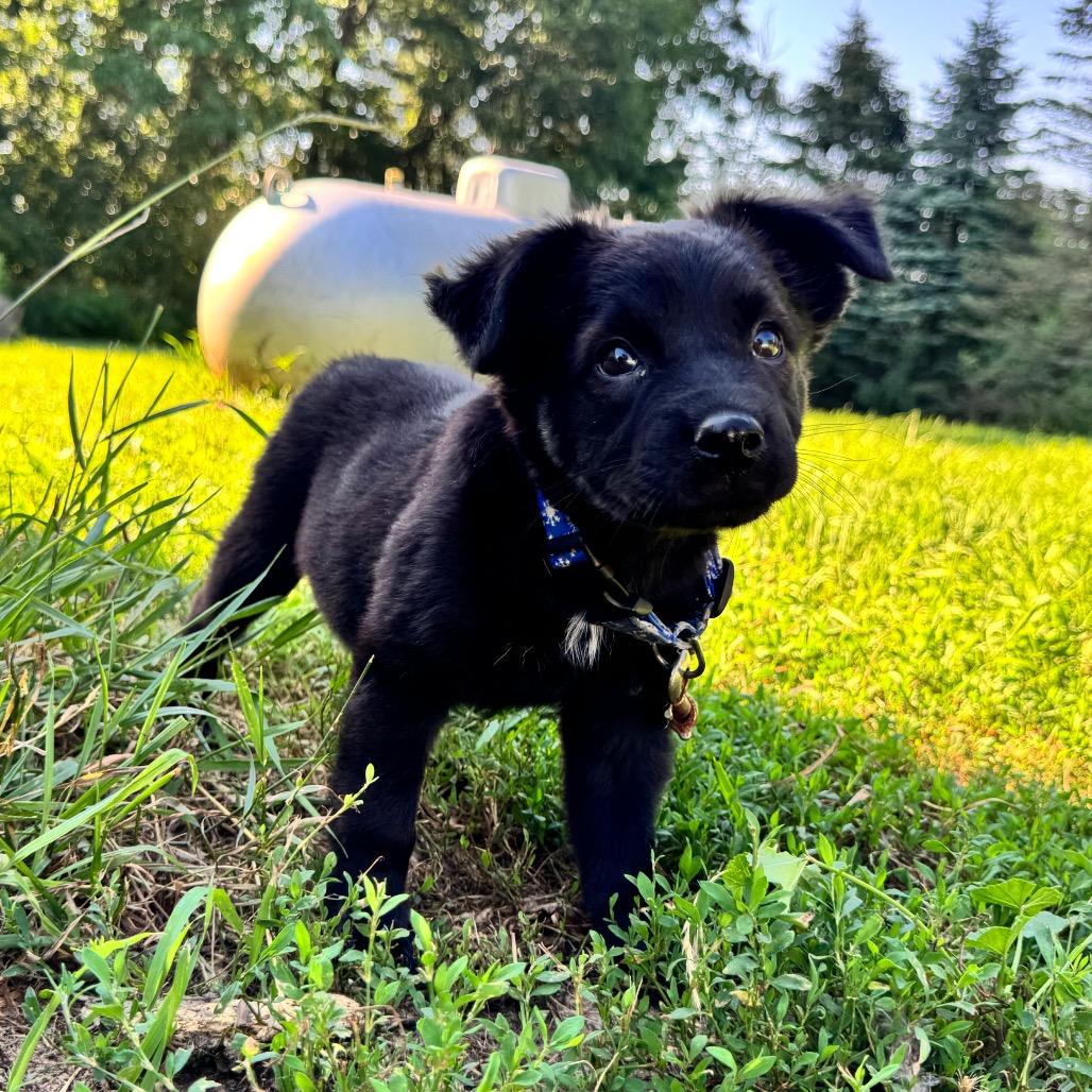 Ducky, a Adoptable mixed breed in Alma, WI image 4/6