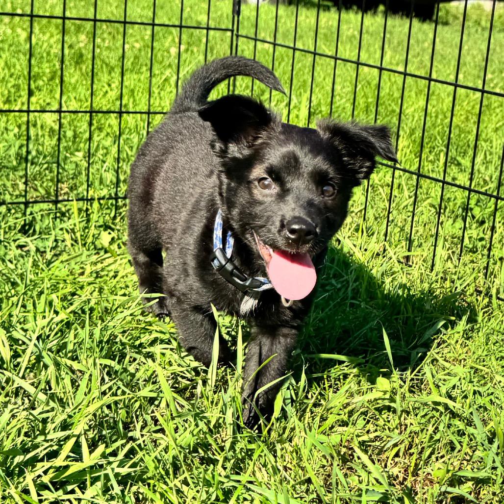 Ducky, a Adoptable mixed breed in Alma, WI image 5/6