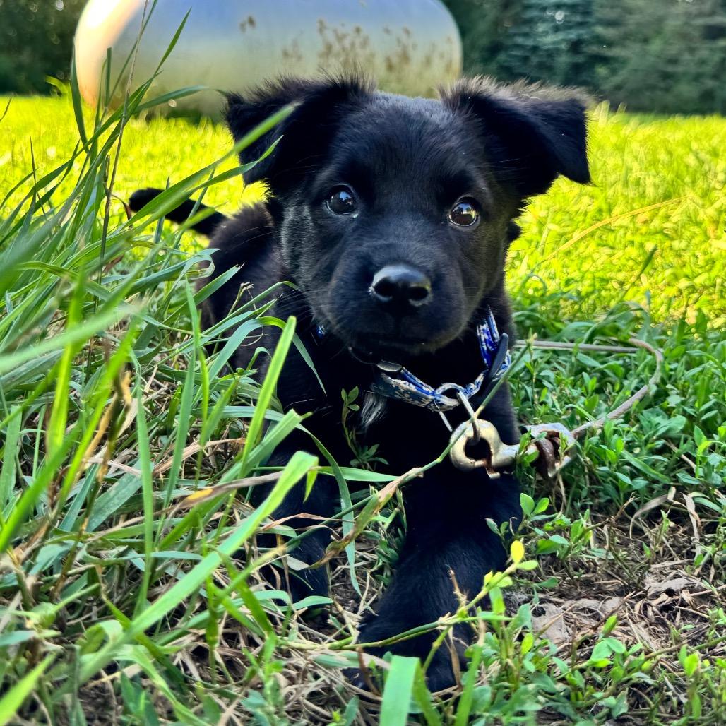 Ducky, a Adoptable mixed breed in Alma, WI image 6/6