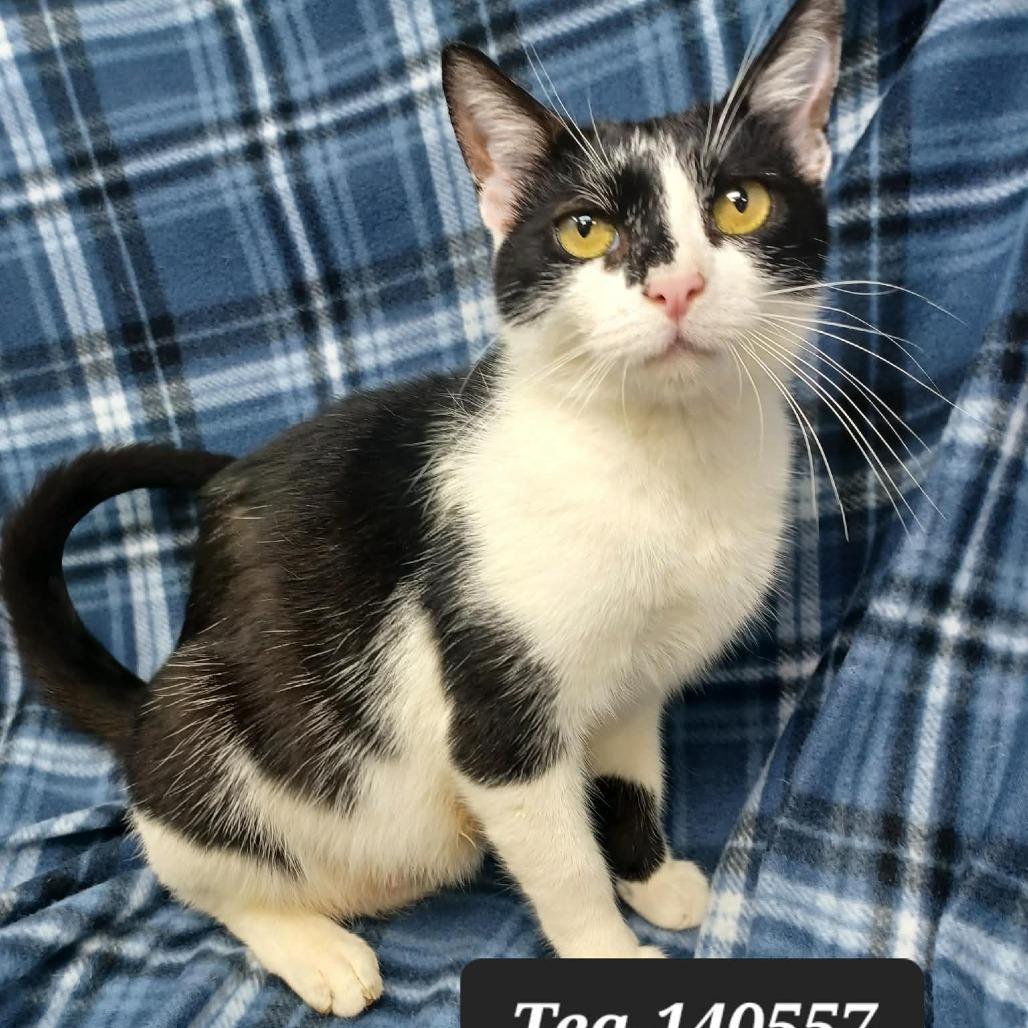 Tea, Adoptable, Kitten Female Domestic Short Hair.
