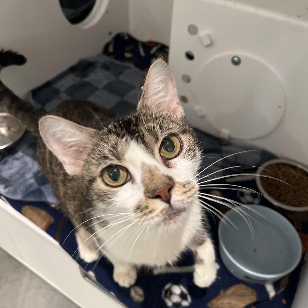 Wanda, Adoptable, Senior Female Domestic Short Hair.