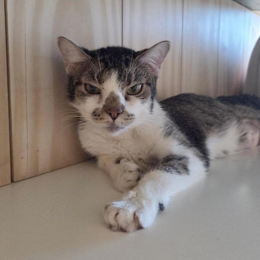 Wanda, Adoptable, Adult Female Domestic Short Hair.