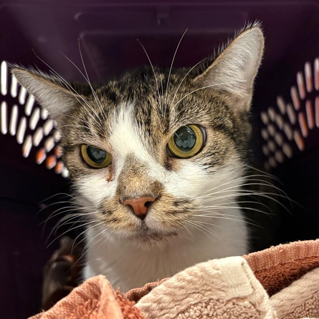 Enlarge Wanda, a Adoptable Domestic Short Hair in Bentonville, AR image 2/3