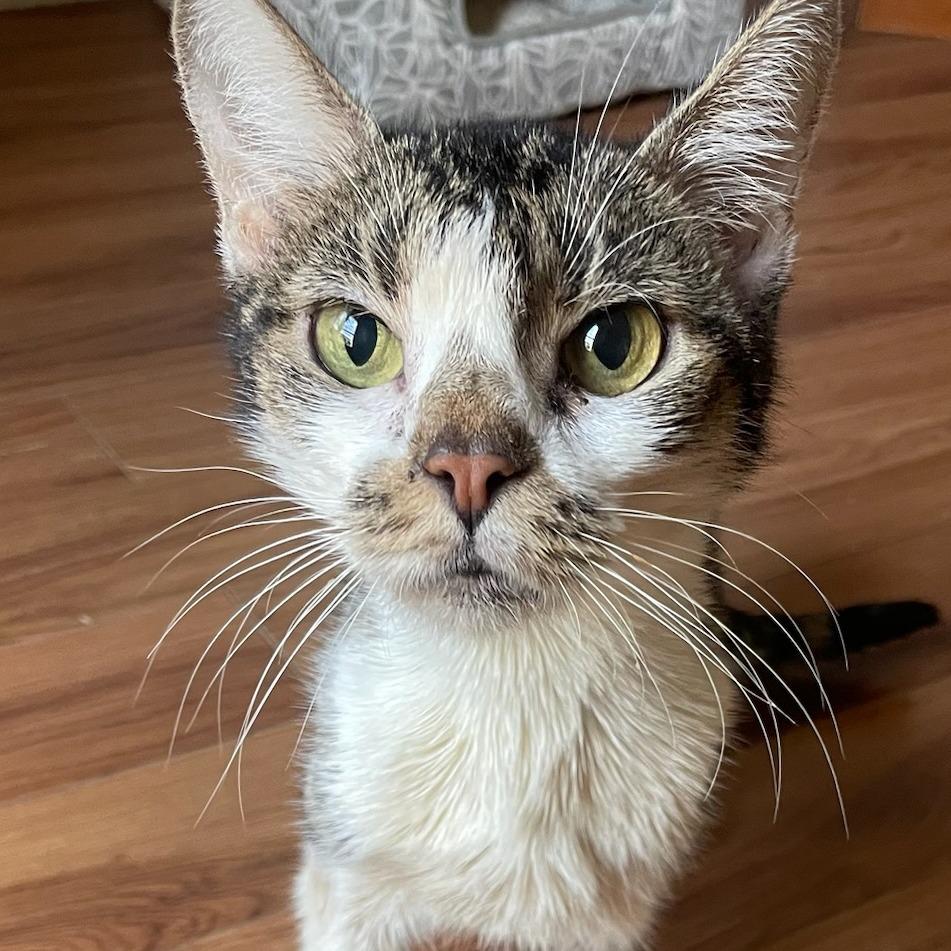 Enlarge Wanda, a Adoptable Domestic Short Hair in Bentonville, AR image 3/3