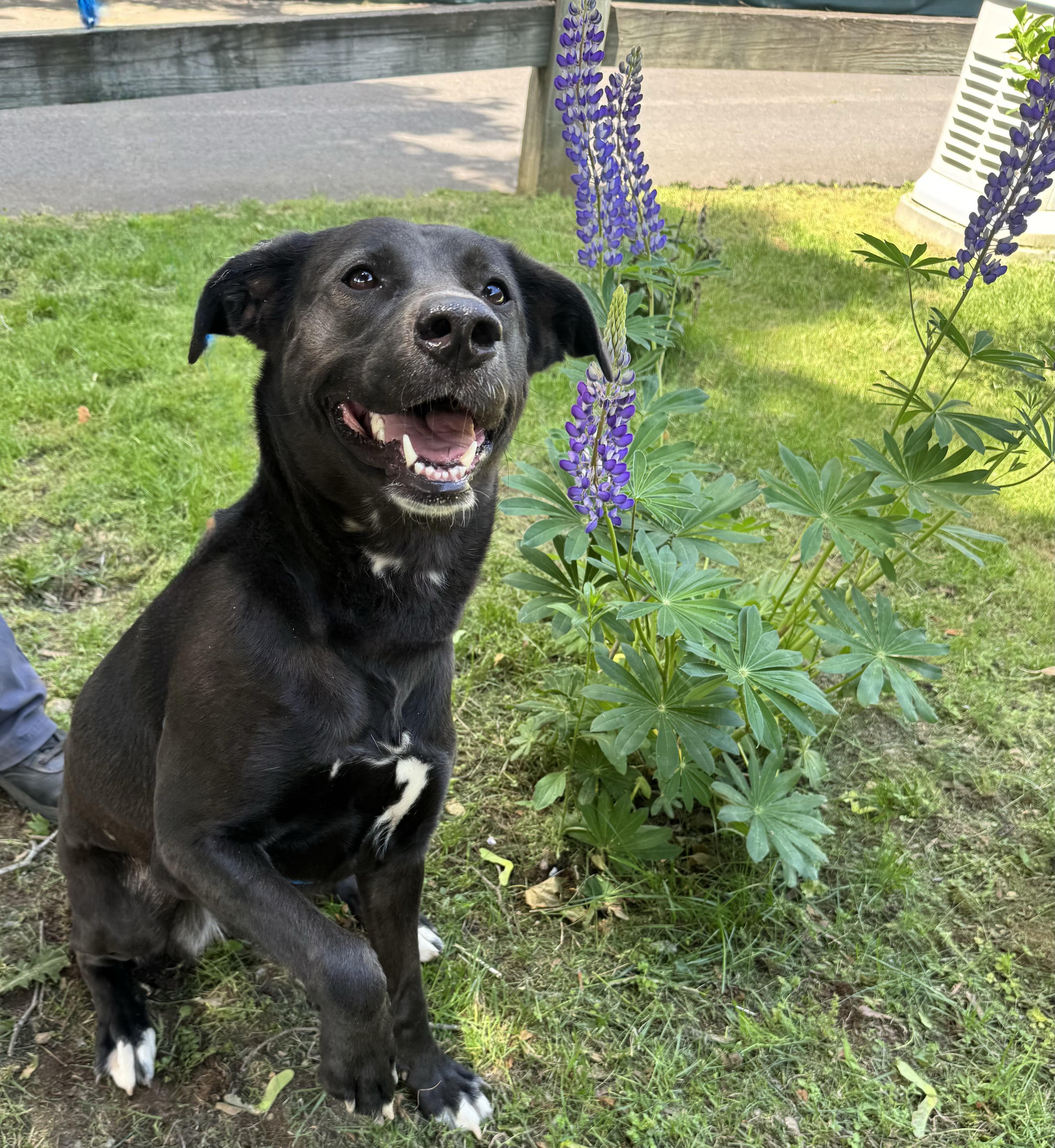 Enlarge MJ, a ADOPTABLE mixed breed in Woodbridge, CT image 2/4