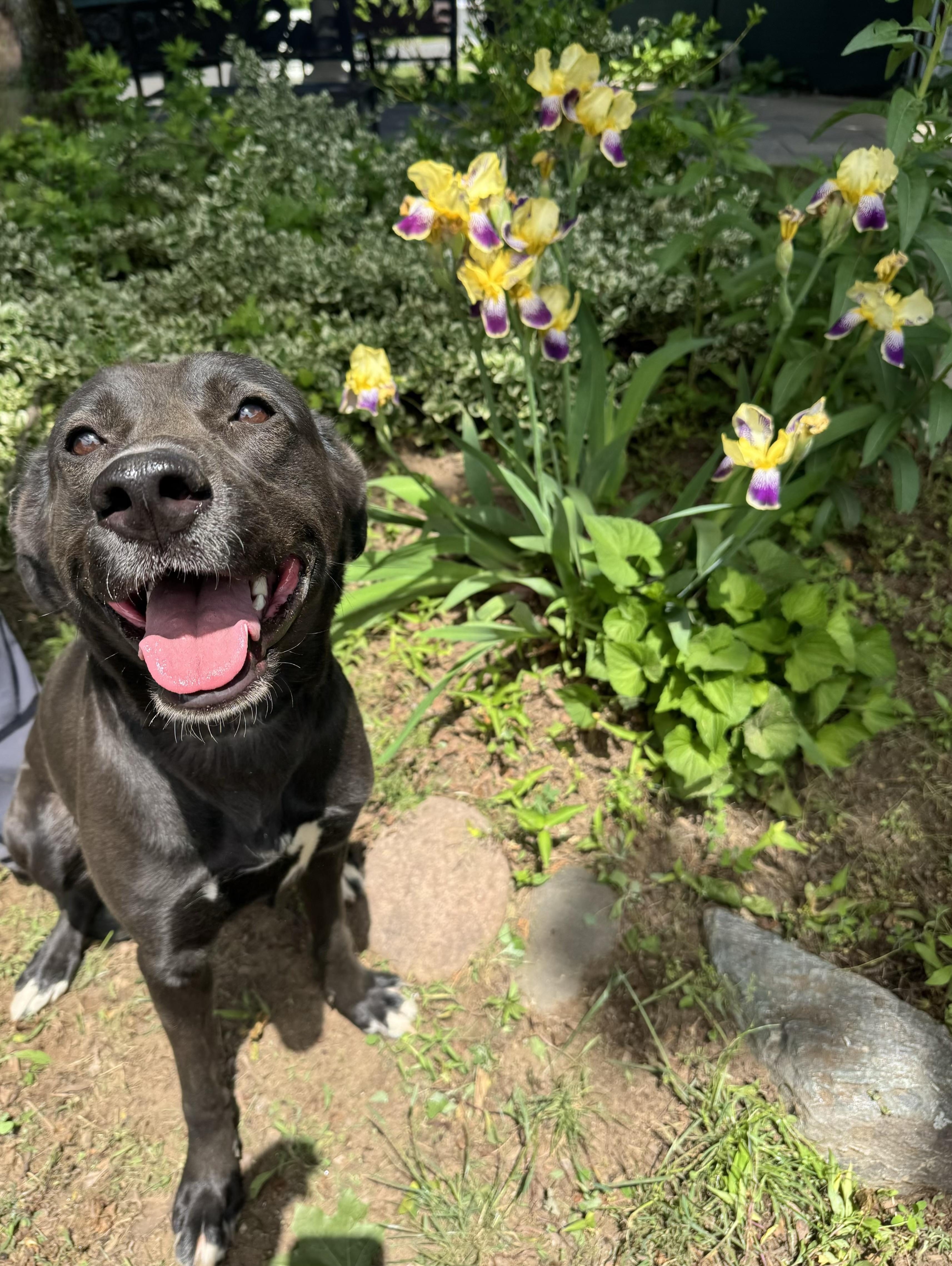 Enlarge MJ, a ADOPTABLE mixed breed in Woodbridge, CT image 3/4