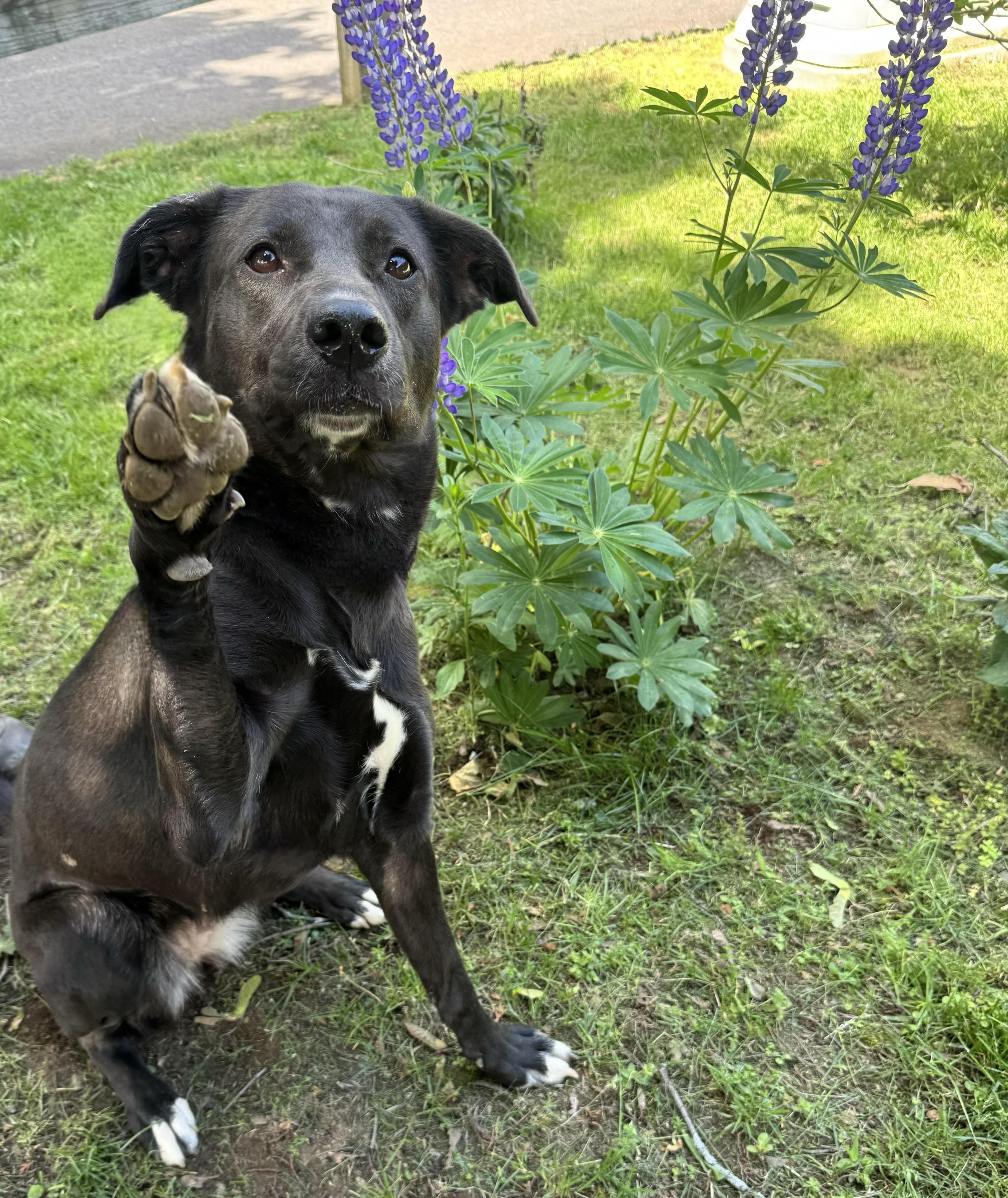 Enlarge MJ, a ADOPTABLE mixed breed in Woodbridge, CT image 1/4