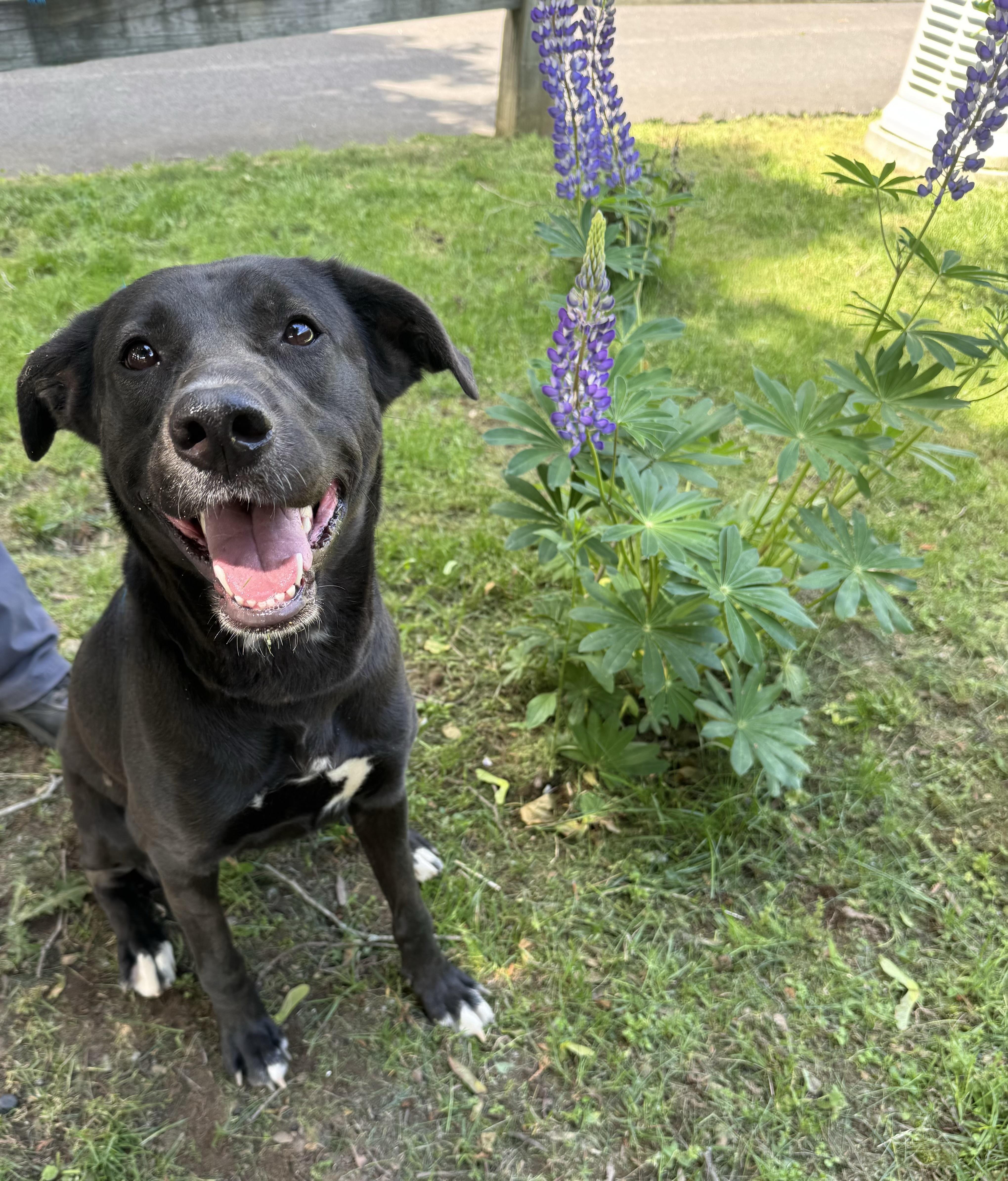 Enlarge MJ, a ADOPTABLE mixed breed in Woodbridge, CT image 4/4