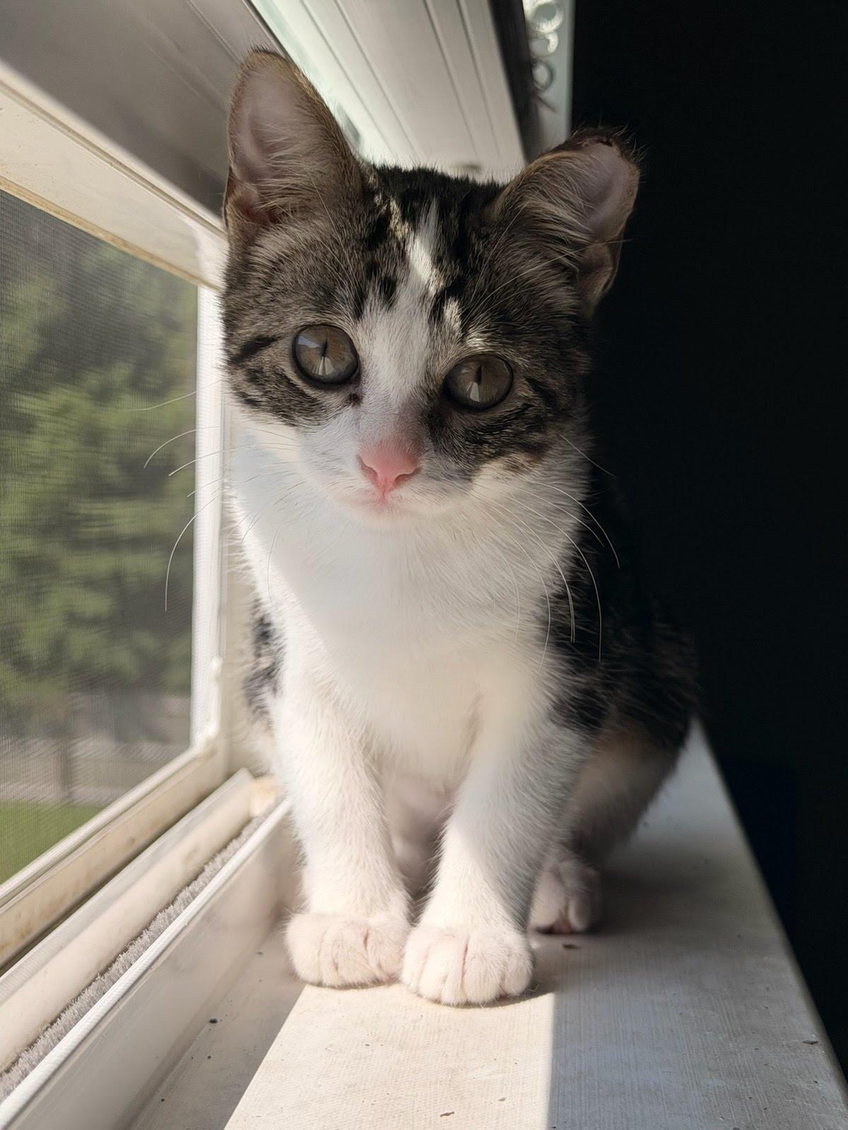 Pearl, Adoptable, Kitten Female Domestic Short Hair.