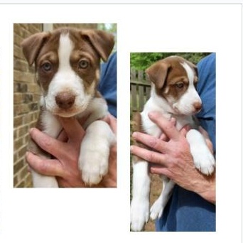 Enlarge Disco, an adopted mixed breed in Clarksville, VA image 1/5