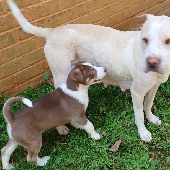 Enlarge Disco, an adopted mixed breed in Clarksville, VA image 5/5