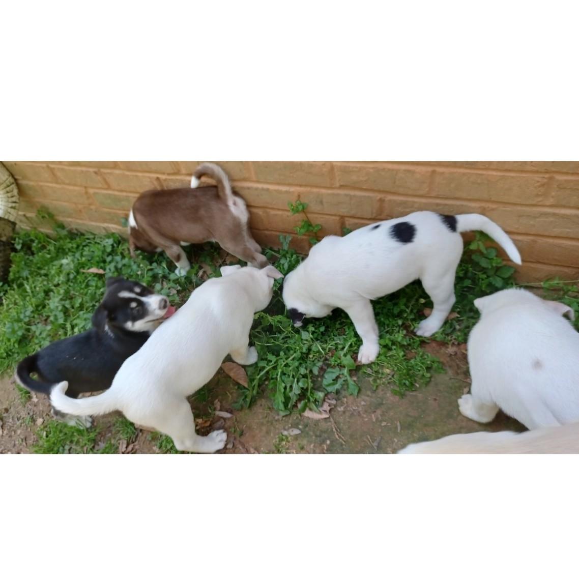 Enlarge Disco, an adopted mixed breed in Clarksville, VA image 4/5