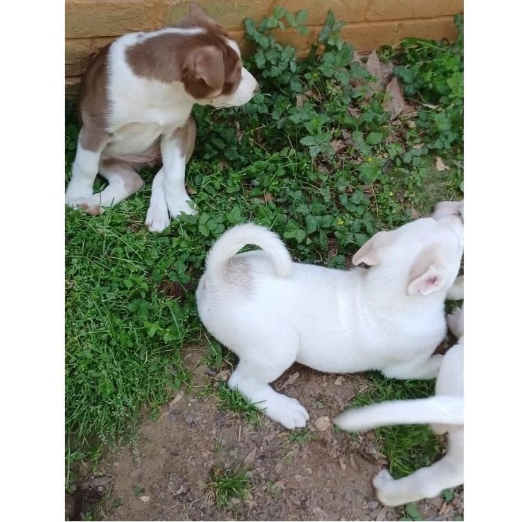 Enlarge Disco, an adopted mixed breed in Clarksville, VA image 3/5