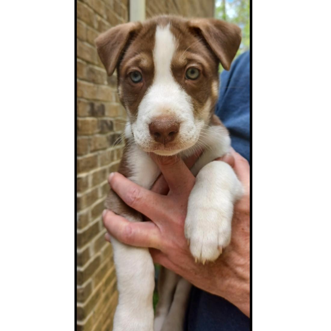 Enlarge Disco, an adopted mixed breed in Clarksville, VA image 2/5