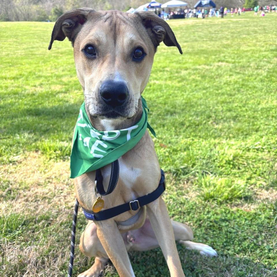 Enlarge Copper (Moe), a Adoptable Mixed Breed in Chattanooga, TN image 1/5