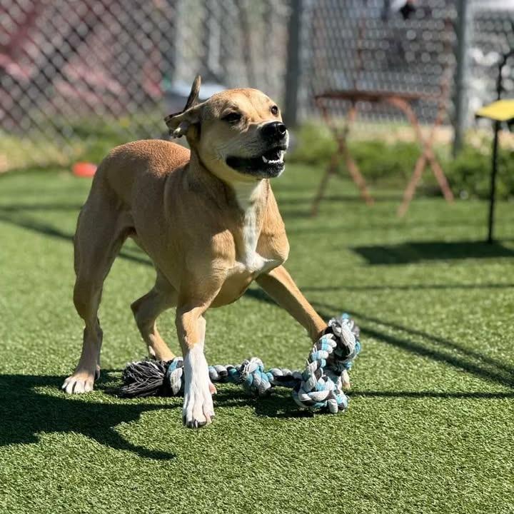 Enlarge Copper (Moe), a Adoptable Mixed Breed in Chattanooga, TN image 2/5