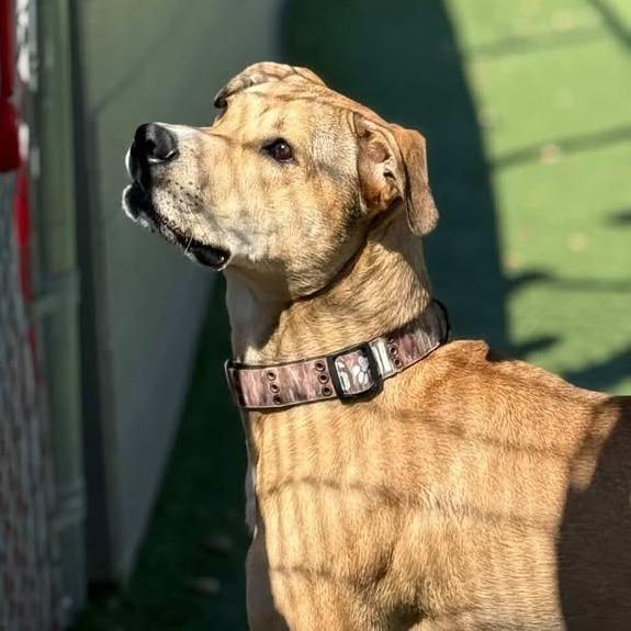 Enlarge Copper (Moe), a Adoptable Mixed Breed in Chattanooga, TN image 3/5