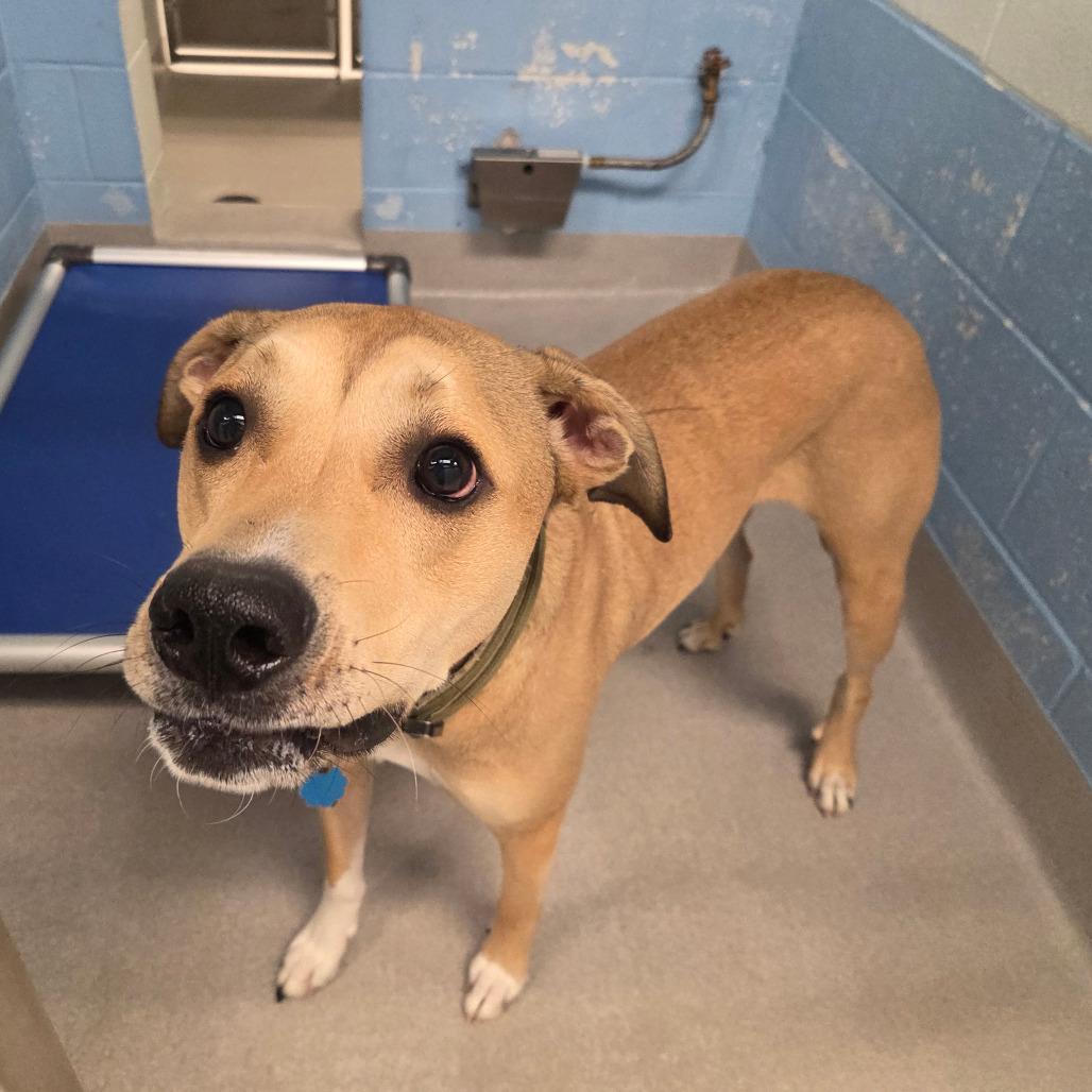 Enlarge Copper (Moe), a Adoptable Mixed Breed in Chattanooga, TN image 4/5
