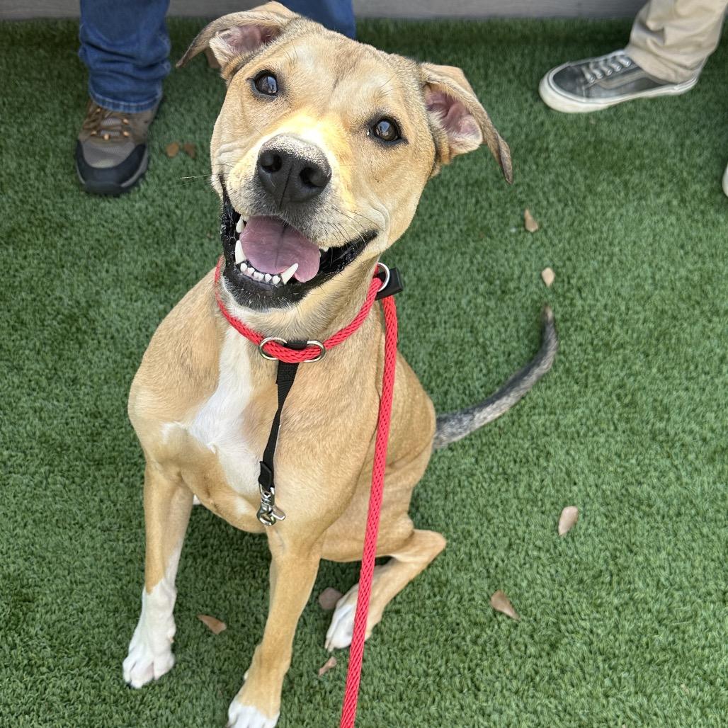 Enlarge Copper (Moe), a Adoptable Mixed Breed in Chattanooga, TN image 5/5