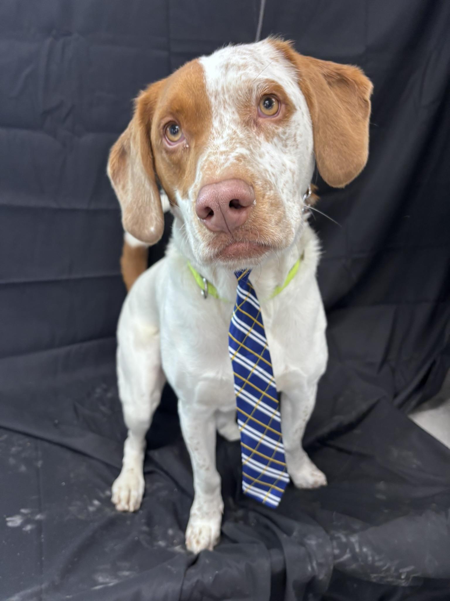 Enlarge Teddy, a Adoptable Hound in Pembroke, MA image 1/3
