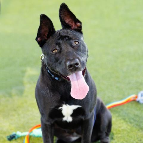 Enlarge JESSICA, a Adoptable mixed breed in Camarillo, CA image 1/1