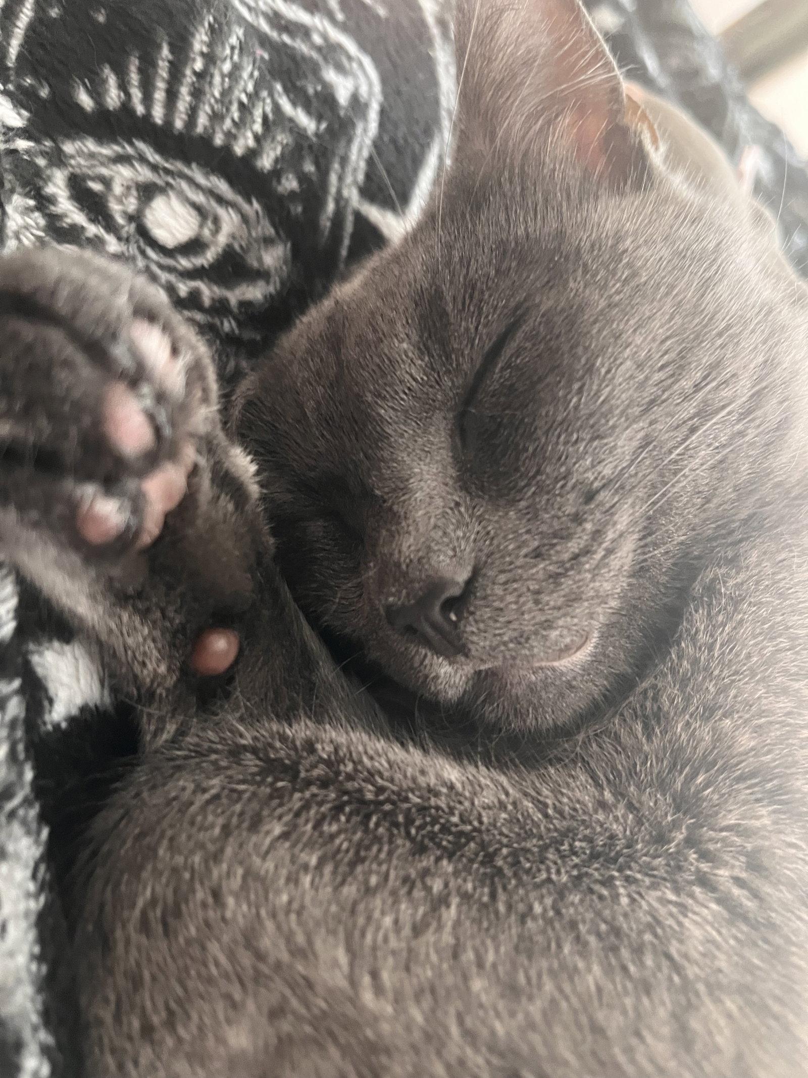 Enlarge Zelda (Courtesy Post), a Adoptable Korat in San Jose, CA image 1/2