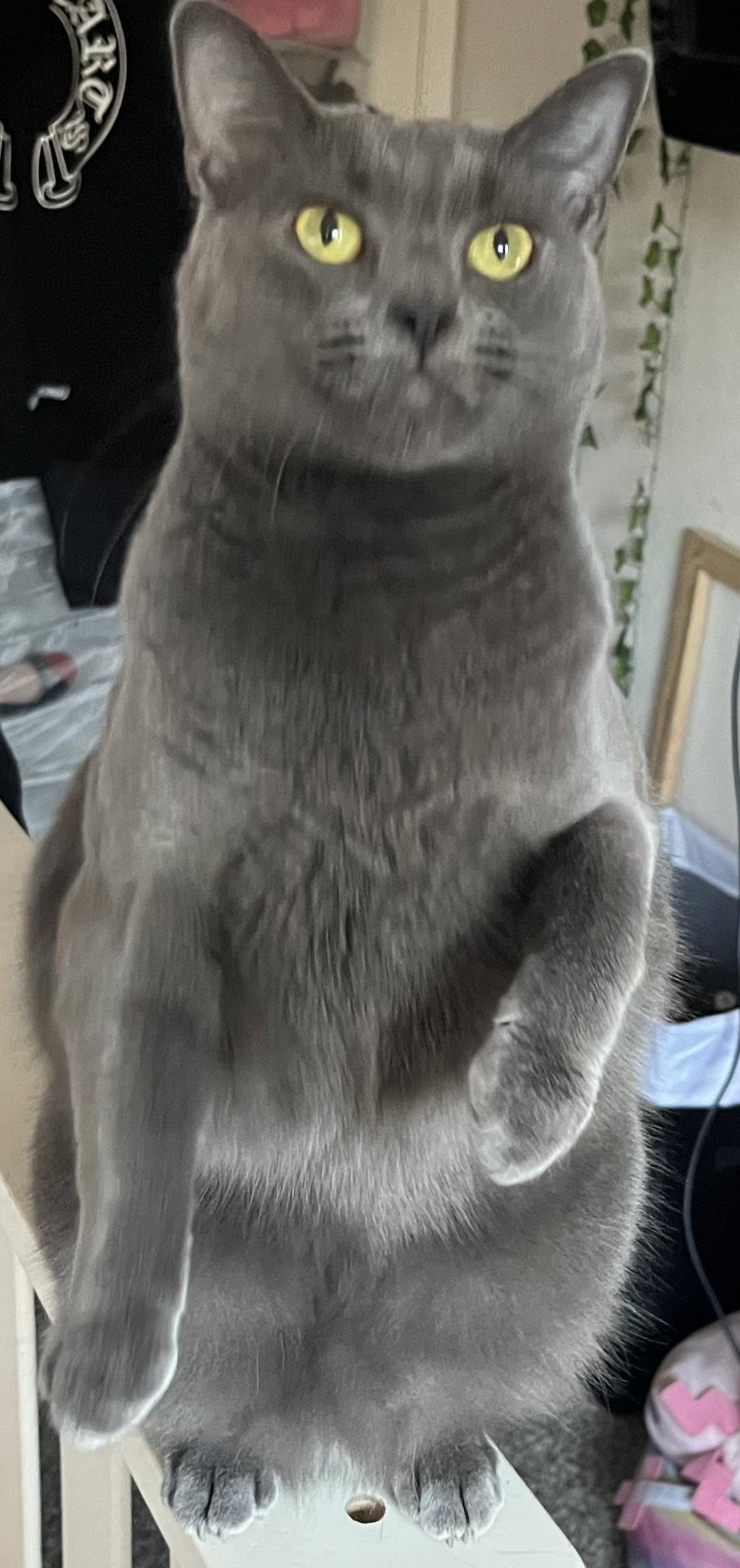 Enlarge Zelda (Courtesy Post), a Adoptable Korat in San Jose, CA image 2/2