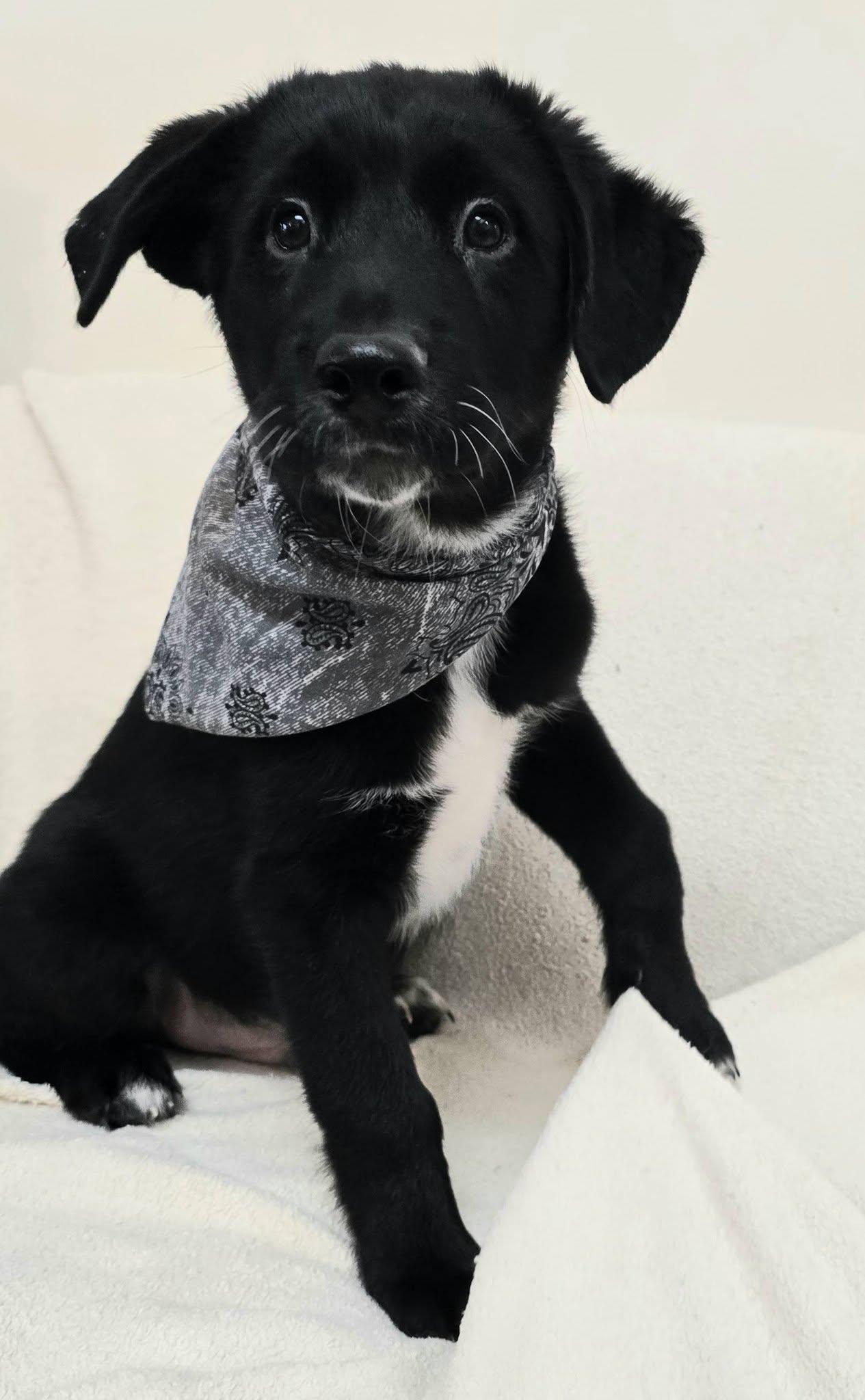 Enlarge Brando - mom chocolate lab, a ADOPTABLE mixed breed in Terre Haute, IN image 2/4